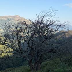I just thought this tree was interesting and my son told me I should talk to more trees today
