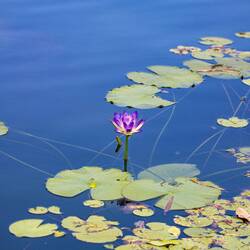 Hübsche Seerose