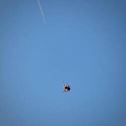 Spiderman entdeckt...