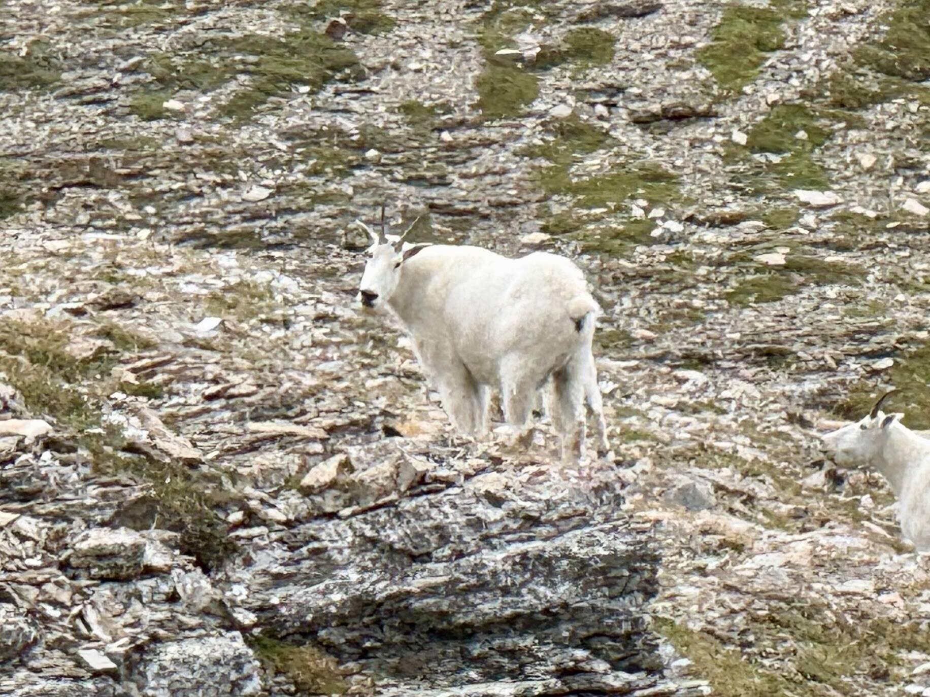Heute sind Road Eunner & ich endlich Bergziegen über den Weg gelaufen.