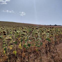 The sunflowers are well and truly finished