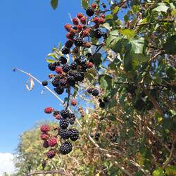 But the blackberries are in abundance