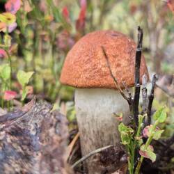 Sie bleiben heute stehen. Wir wollen Steinpilze und Pfifferlinge.