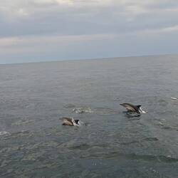 😍🐬🐬🐬🐬