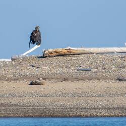 A Golden Eagle on the shore near Tuk.