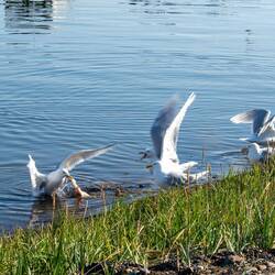 The sea gulls get their share.