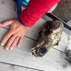 A bear's skull?