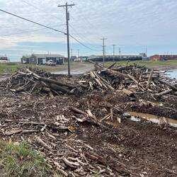 Driftwood in abundance!
