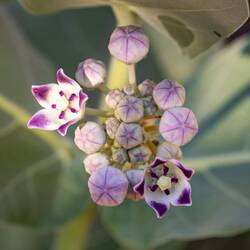 Blüten des Oschers (Fettblattbaum)