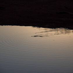 Croc Alarm