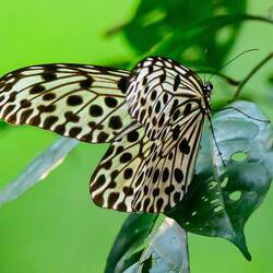 Spotted wood nymph