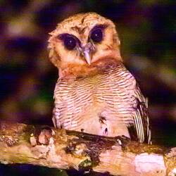 Wood owl