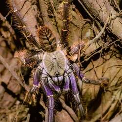 Tarantula