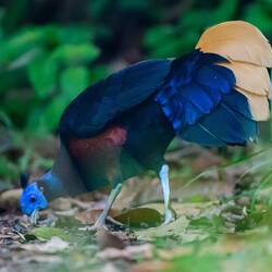 Crested Fireback