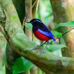 Black crowned pitta