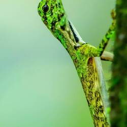 Flying lizard