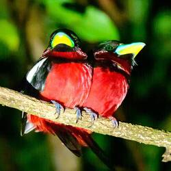 Pair of broadbills roosting