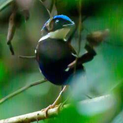 Blue headed pitta