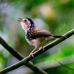 Spotted Wren Babbler