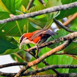 Sunda scimitar babbler