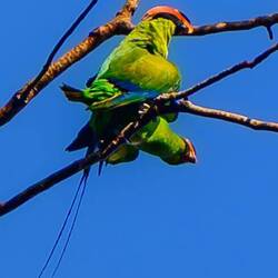 Long-trailed parakeet mating