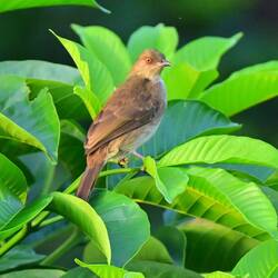 Red eyed bulbul