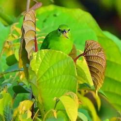 Lesser leaf bird