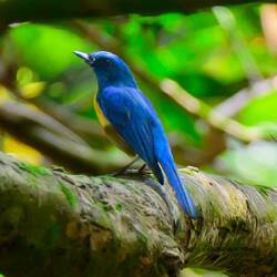 Malaysian blue flycatcher