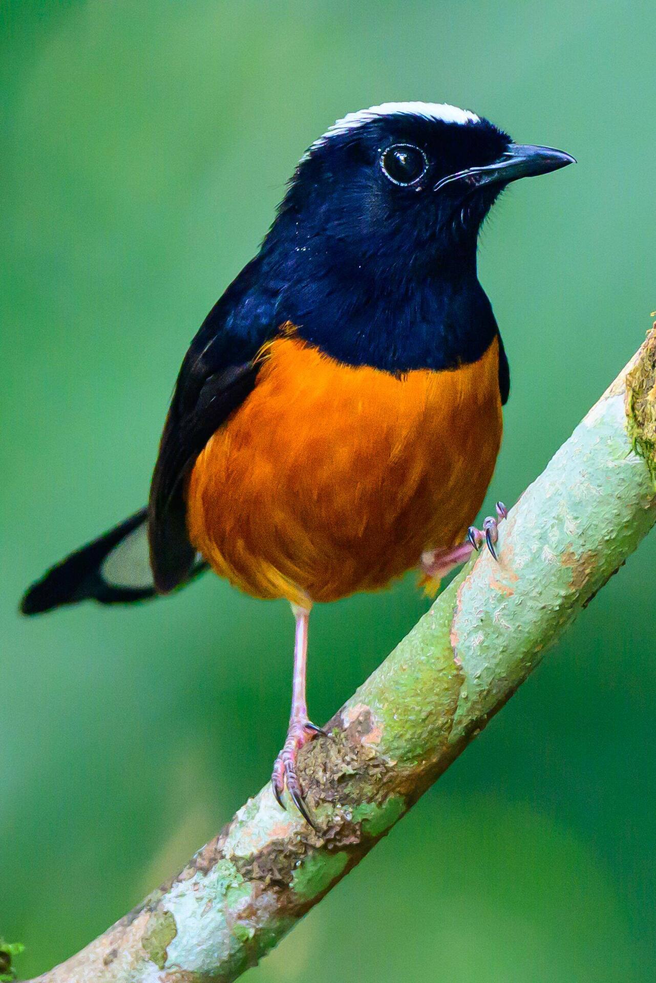 White capped shama
