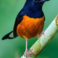 White capped shama