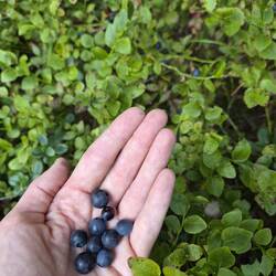 Noch mehr Blaubeeren 🫐