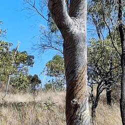 This tree was magnificently twisty.