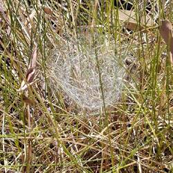 Spider Web in grass.