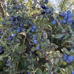 These were small and looked like blueberries, but they're actually a type of plum