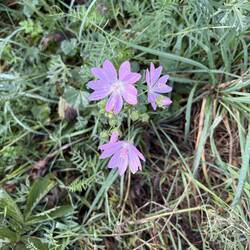 A type of mallow
