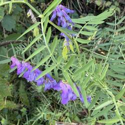 Bird Vetch