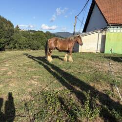 A beautiful horse