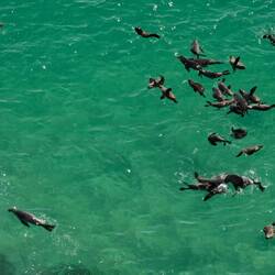 Lots of seals around the Peninsular