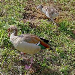Nilgans mit Jungtier