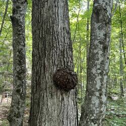 Interesting tree wart along overlook trail on Oak Island.