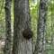 Interesting tree wart along overlook trail on Oak Island.