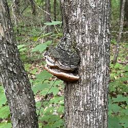 Tree mushroom.
