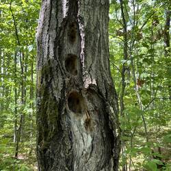 I think the wood peckers have destroyed this tree.