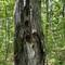 I think the wood peckers have destroyed this tree.