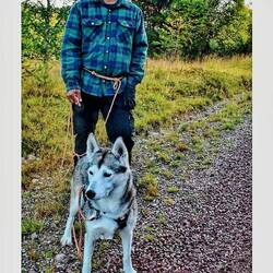 Der Rentierhirte mit seinem Hund...