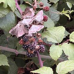 Invasive moth species from SE Asia