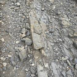Portions of the dragons back were there, but most of it had been smoothed out