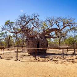 Prison Boab Tree