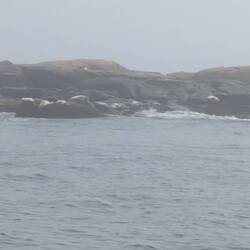 Seals, fog lifted a bit