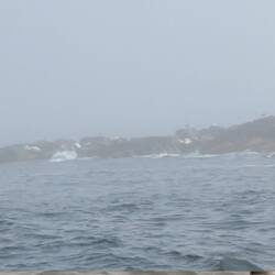 White blobs are seals
